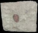 Reddish Bathycheilus Trilobite - Zagora, Morocco #55145-2